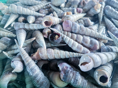 海鲜水产钉螺
