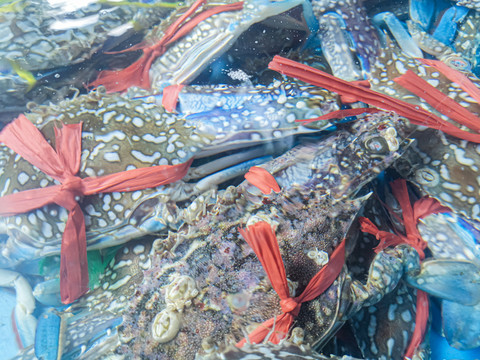 海产海鲜花蟹