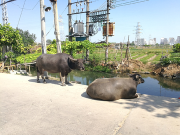 水牛