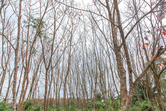 冬日的橡胶树林