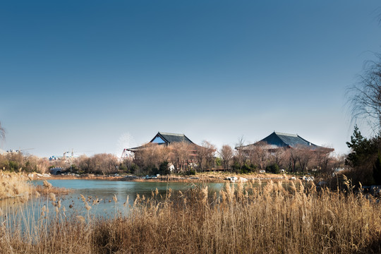 潍坊白浪绿洲湿地公园冬天景色