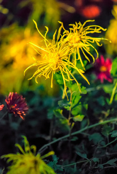 黄菊花