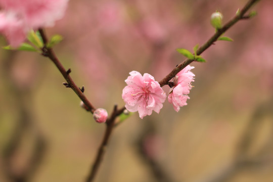 桃花