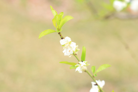 桃花