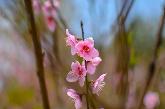 桃花