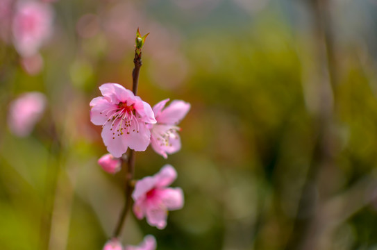 桃花