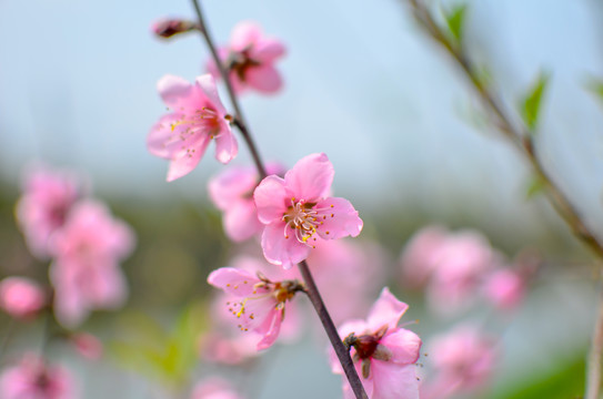 桃花