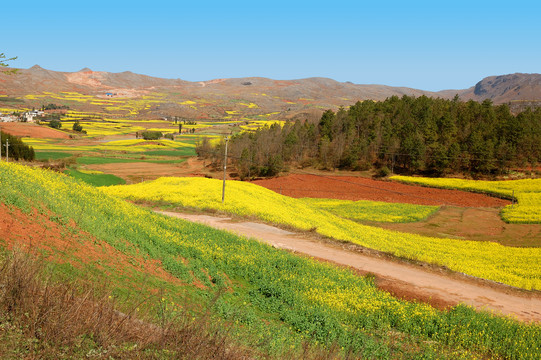 油菜花田园风光