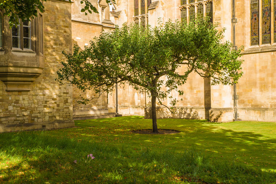 英国剑桥大学苹果树