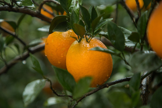 雨后的橙子