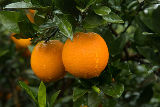 雨后的橙子