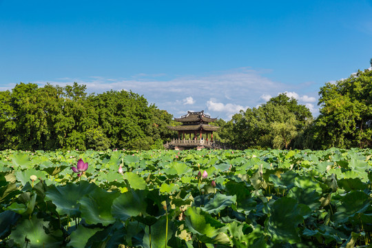 西湖风光