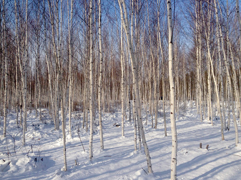 漠河雪乡雪景