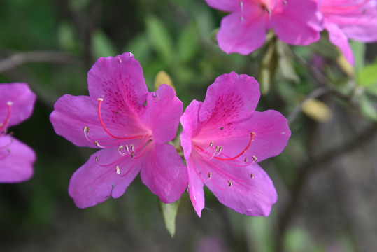 红色的牵牛花