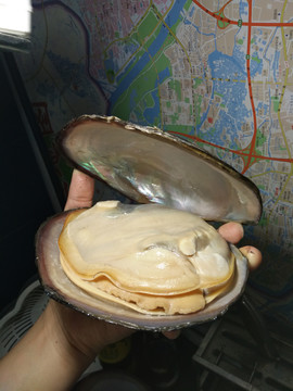 水蚌