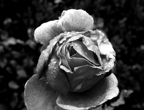 银色玫瑰