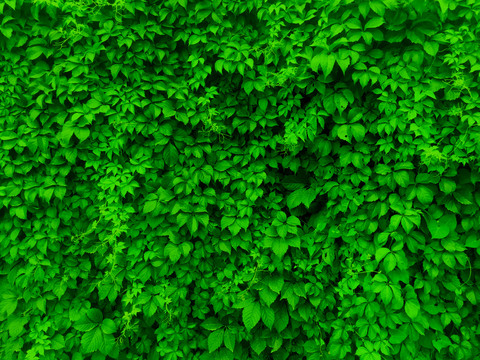 绿叶绿化墙
