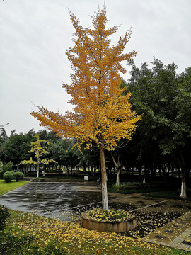 银杏树