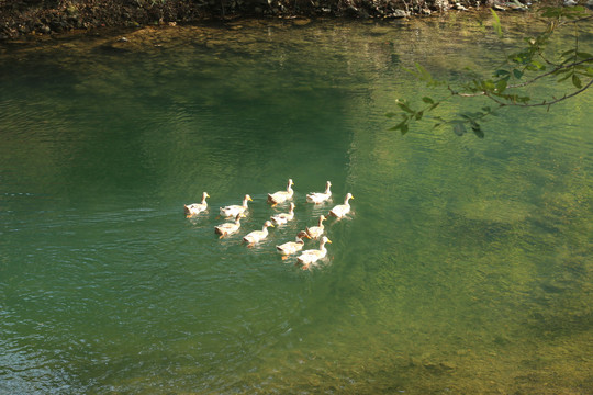 溪水中的鸭子