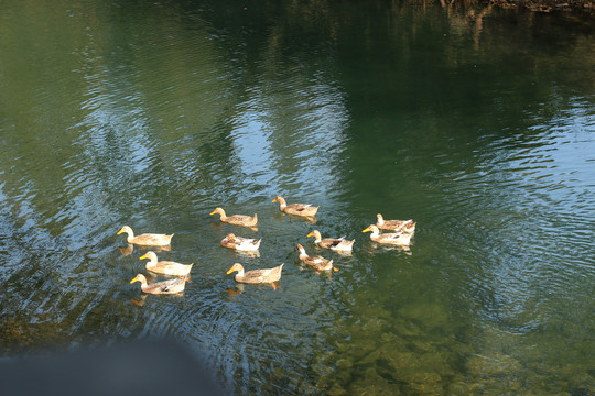 溪水中的鸭子