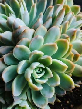 多肉植物