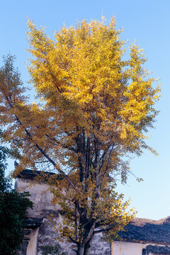 古建筑银杏树