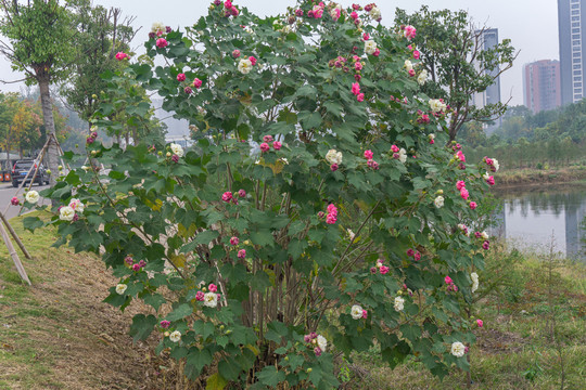 木棉花