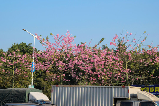 紫荆花路边植物广州公路绿化2