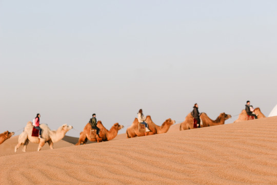 区骆驼