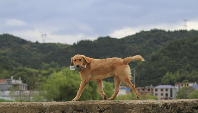 金毛犬