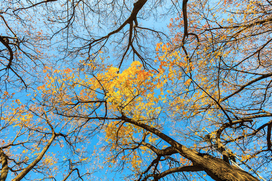 初冬蓝天下枝桠上的黄枫叶