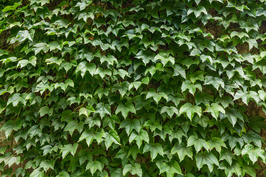 绿叶植物墙背景