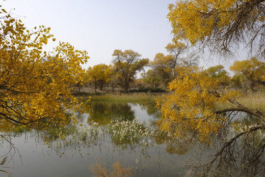 水胡杨