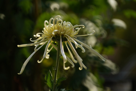 秋菊