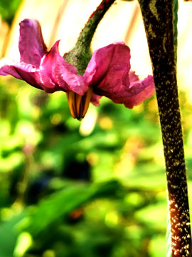 茄子花