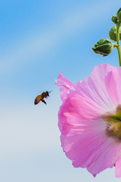 蓝天下忙着采蜜的蜜蜂