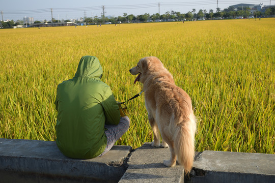 田野