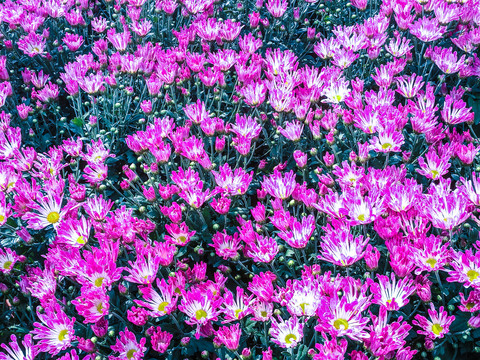 菊花