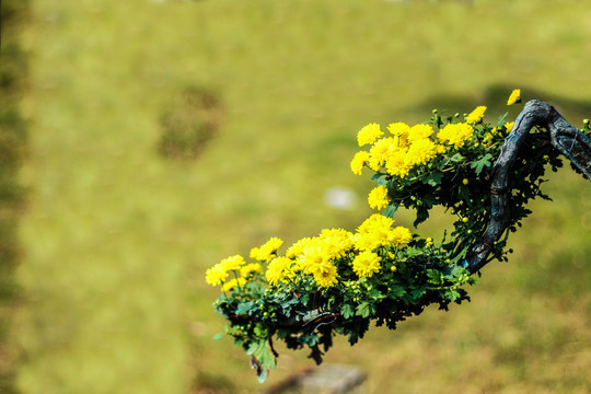 黄色菊花