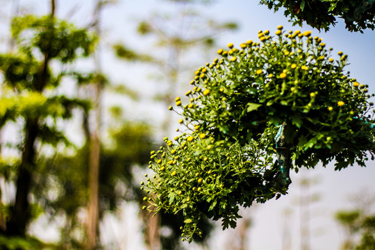 菊
