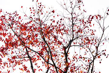 秋叶红叶背景素材