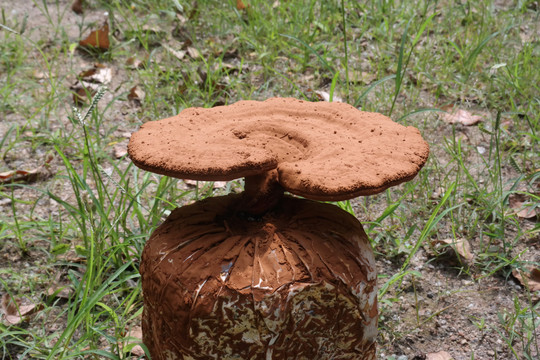 灵芝孢子粉