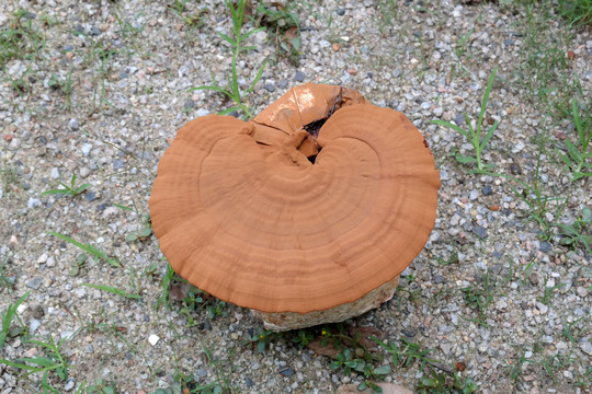 灵芝孢子粉