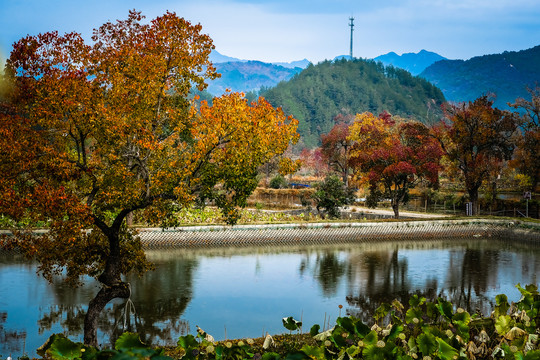 圣人堂红叶