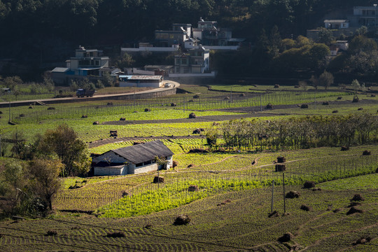 田园风光