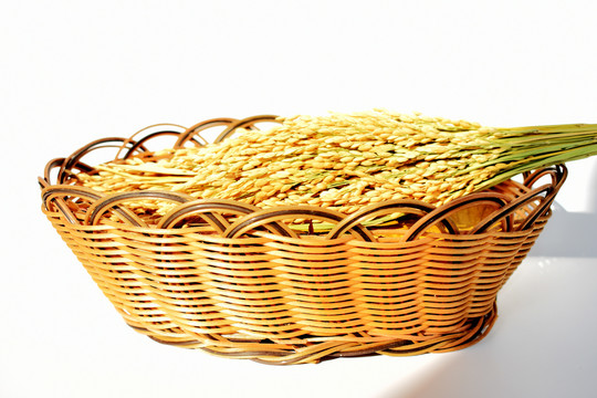 主粮