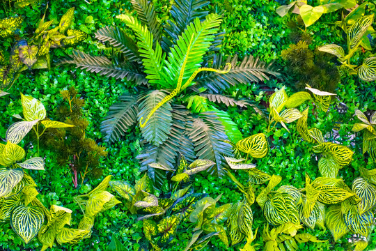 绿植花植墙