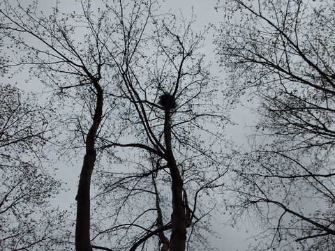 冬天的树枝和鸟巢