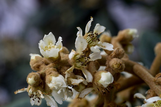 枇杷花