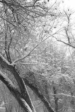 雪景